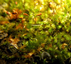 Sematophyllum