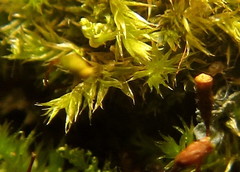 Sematophyllum