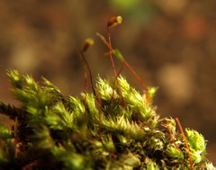 Sematophyllum