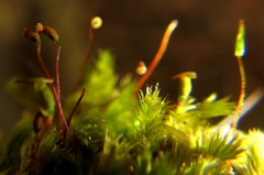 Sematophyllum