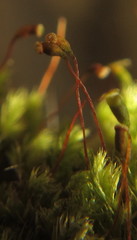 Sematophyllum
