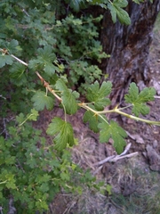 Ribes pinetorum