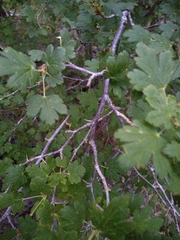 Ribes pinetorum