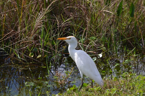 Bubulcus image