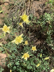 Aquilegia chrysantha