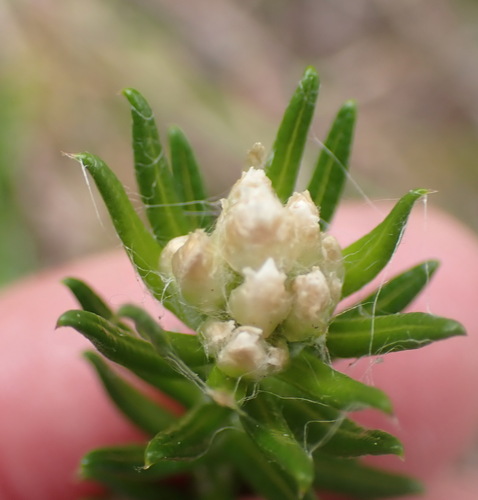 Image of Helichrysum teretifolium by (c) Nicola van Berkel, some rights reserved (CC BY-SA)
