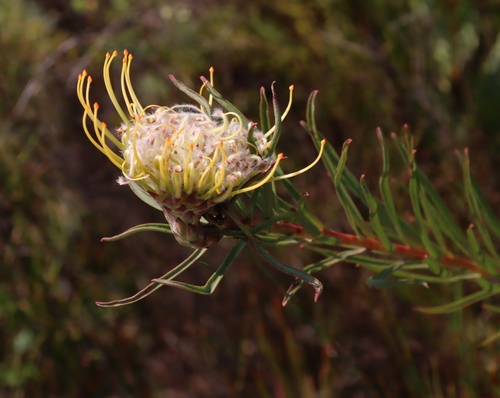 Image of Leucospermum lineare by (c) Tony Rebelo, some rights reserved (CC BY-SA)