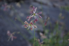 Silene dagestanica