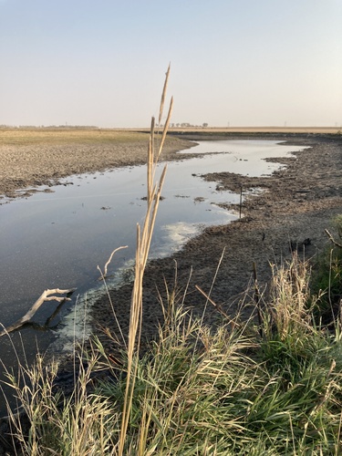 prairie cordgrass