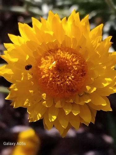Image of Hoary sunray by no rights reserved