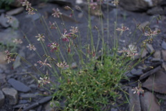 Silene dagestanica
