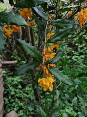 Berberis negeriana, photograph (c) Constanza Vargas Villegas, some rights reserved (CC BY)
