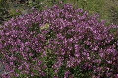 Chamaenerion colchicum