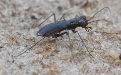 Cicindela abdominalis