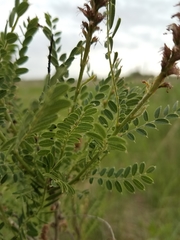 Amorpha nana