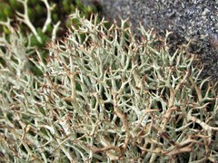 Cladonia amaurocraea