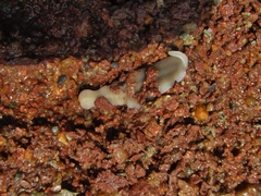 Dendrocoelidae