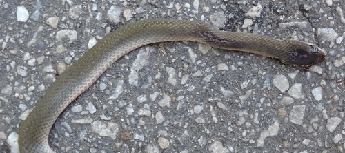 Black House Snake, Elaiophis inornatus