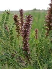 Amorpha nana