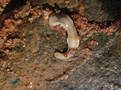 Dendrocoelidae