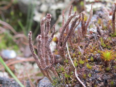 Cladonia cornuta