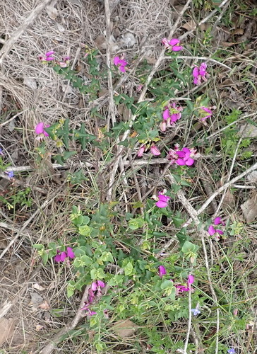 Image of Polygala fruticosa by (c) Nicola van Berkel, some rights reserved (CC BY-SA)