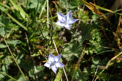 Lomatogonium carinthiacum