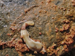 Dendrocoelidae