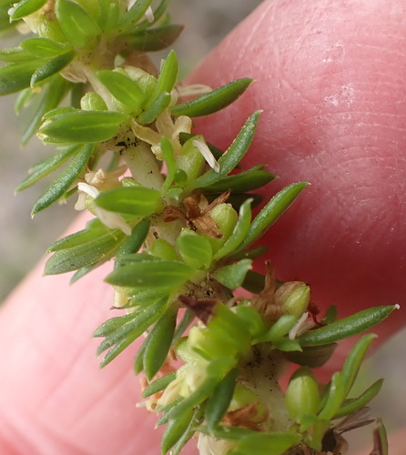 Image of Anthospermum aethiopicum by (c) Nicola van Berkel, some rights reserved (CC BY-SA)
