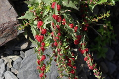 Blitum virgatum