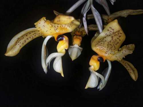 Foto de Orquídea Stanhopea