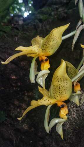 Foto de Orquídea Stanhopea