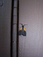 Pyromorpha dimidiata