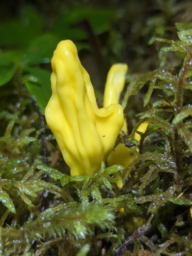 Irregular Earth Tongue