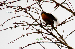 Euphonia