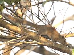 Callosciurus pygerythrus