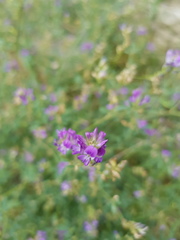 Medicago lessingii
