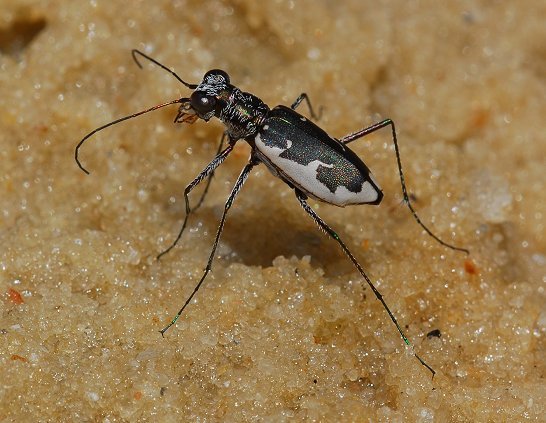 White-sand Tiger Beetle