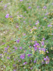 Medicago lessingii