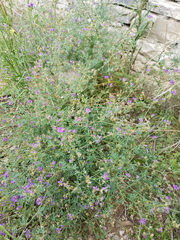 Medicago lessingii