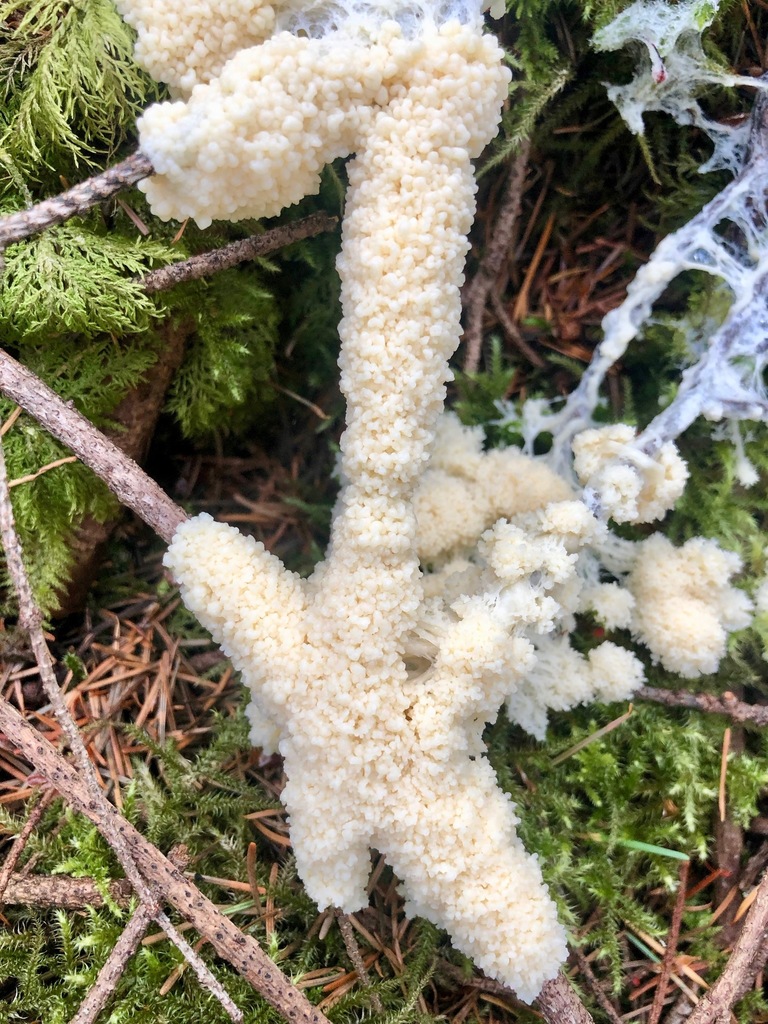 Amaurochaete tubulina