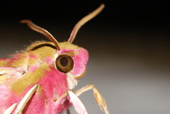Elephant Hawkmoth