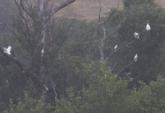 Cacatua galerita galerita