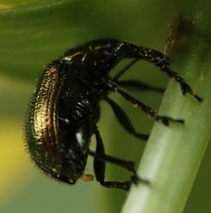 Haplorhynchites eximius