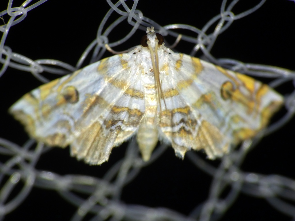 Musotima pudica