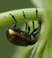 Haplorhynchites eximius