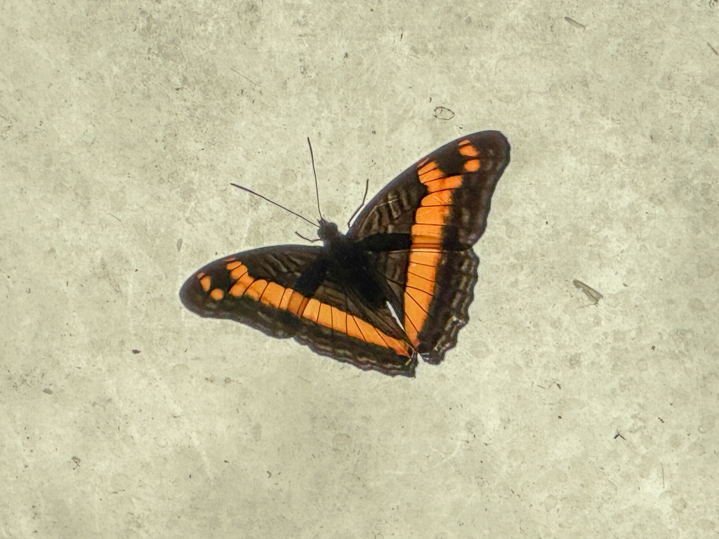 insects