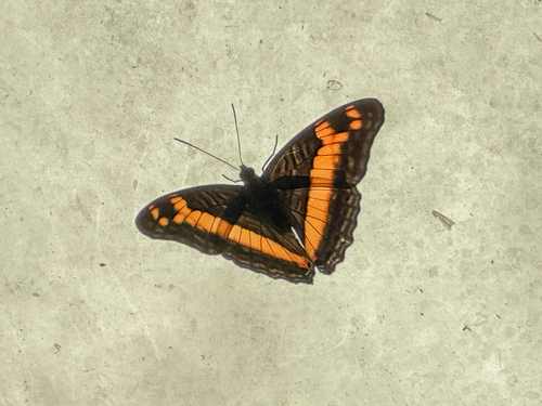 insects