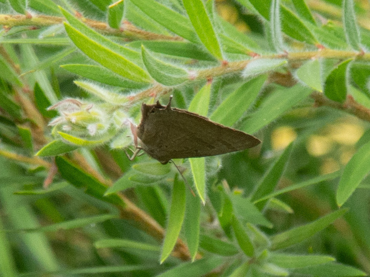 Arhopala eupolis