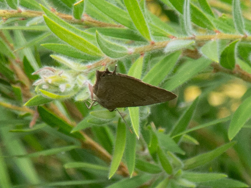 Arhopala eupolis